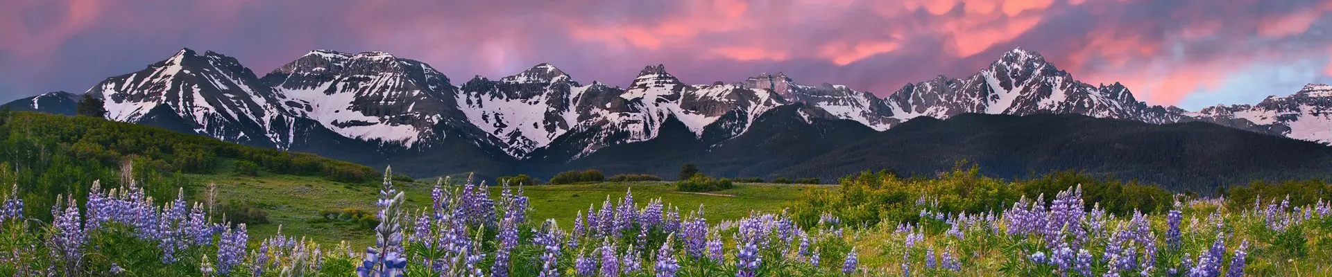 panoramic photo of snow capped colorado mountains with pink and purple clouds behind them, and lilac flowers in the green meadow in the foreground